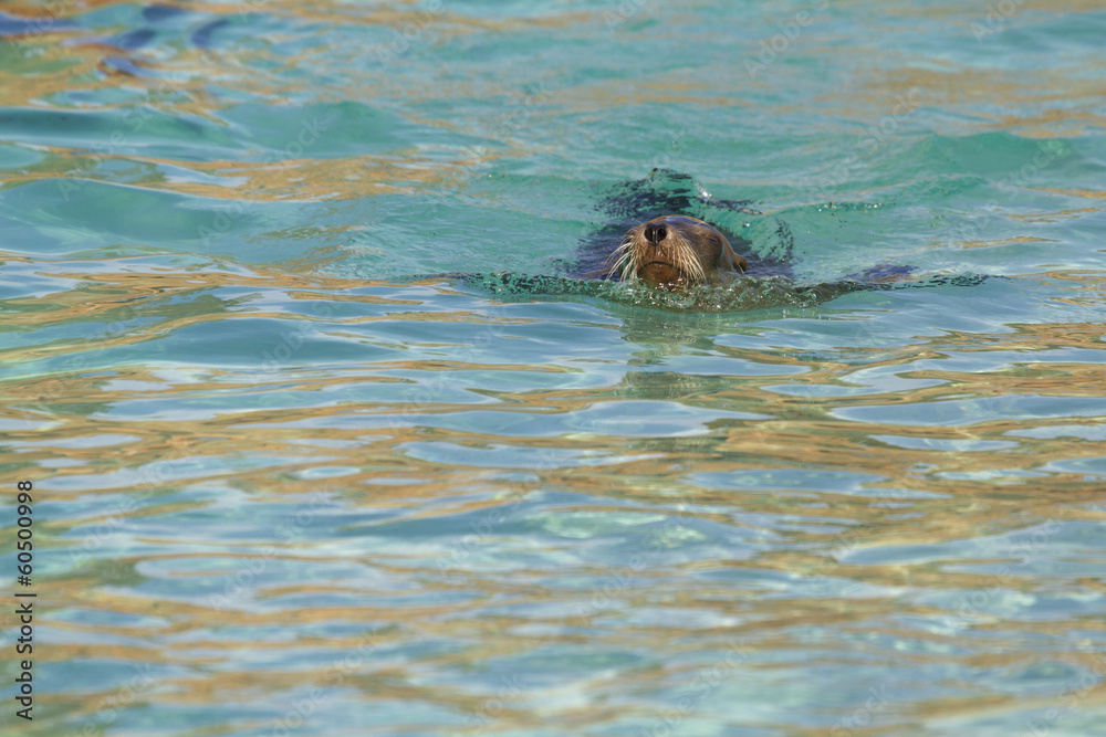 Fototapeta premium Sea Lion