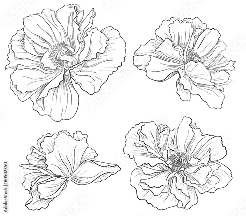 Flower hand drawn poppy
