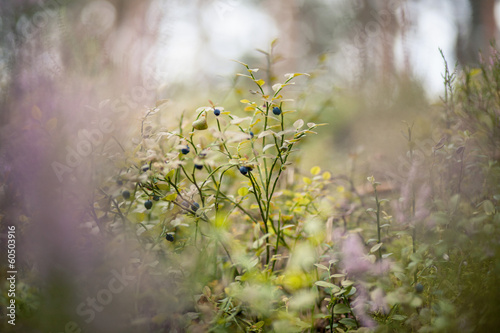 forest plants
