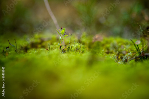 forest plants © Belskih