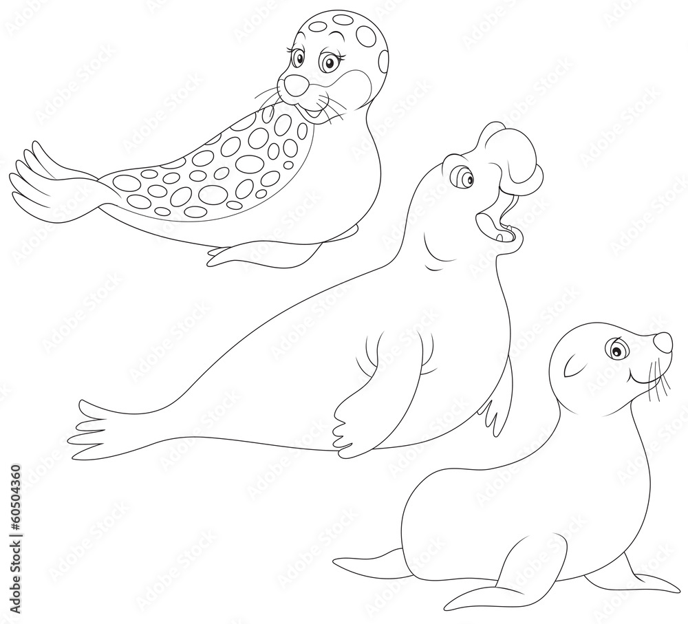 Obraz premium seal, sea bear and sea elephant