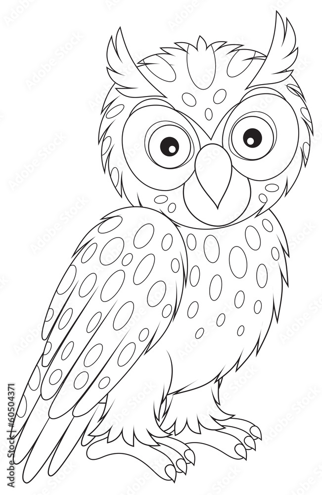 Fototapeta premium Owl