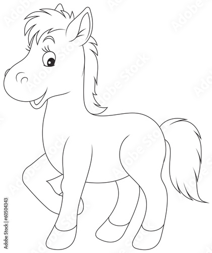Foal