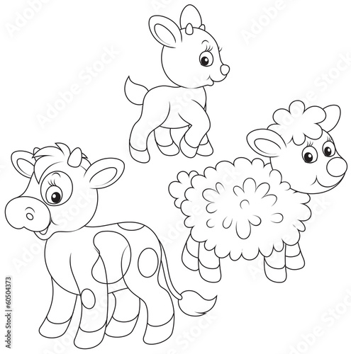 kid, calf and lamb