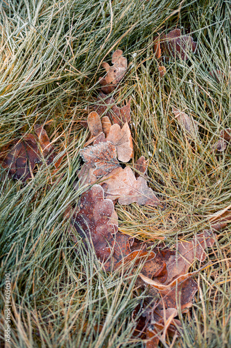 frozen grass