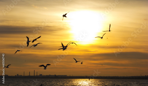 Sunset. Birds silhouettes and sun © burnyipotok