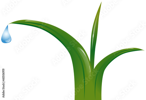 Grass with dew drops