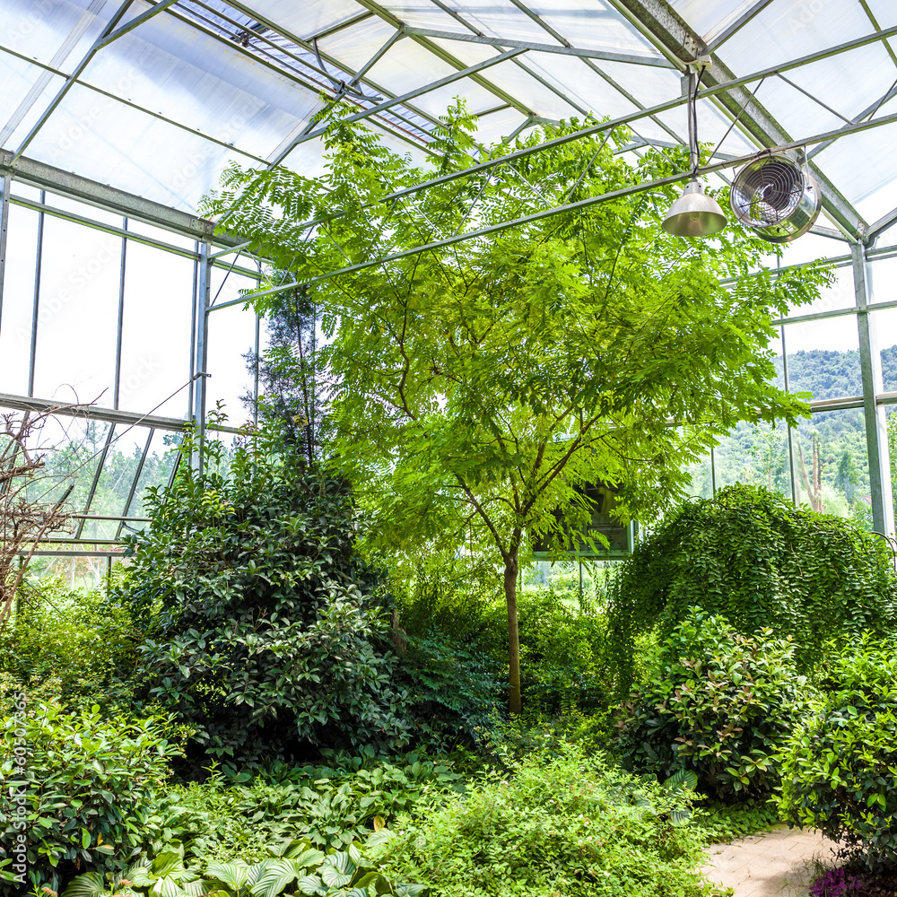 Glass conservatory and plants