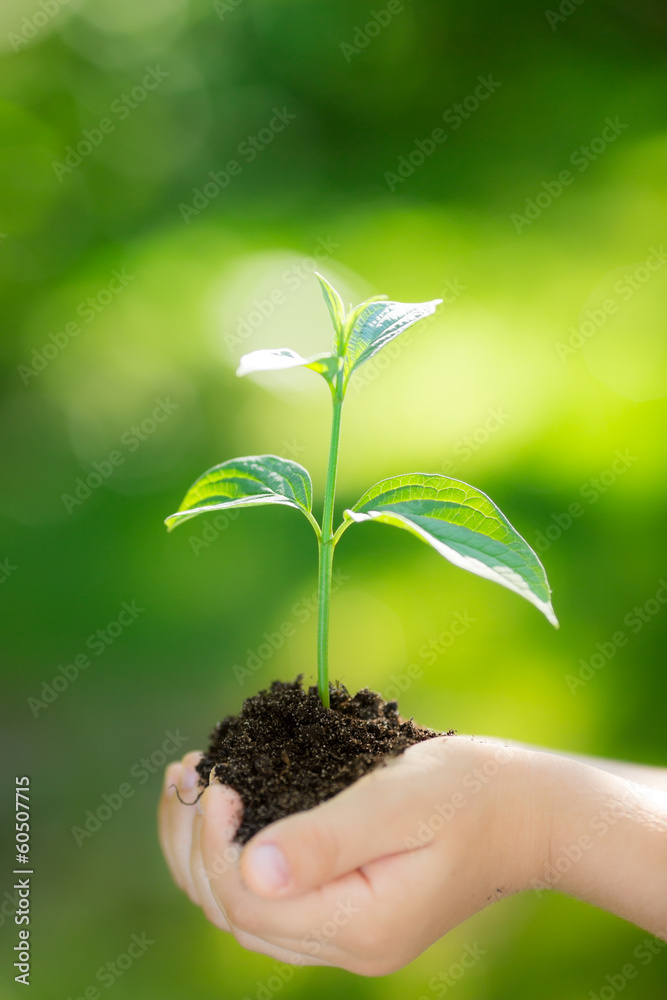 Young plant against green background Young plant against green background