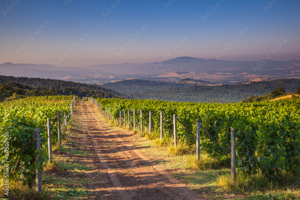Fototapeta premium Chianti Vineyard Tuscany, Italy