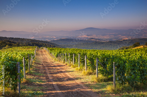 Chianti Vineyard Tuscany, Italy