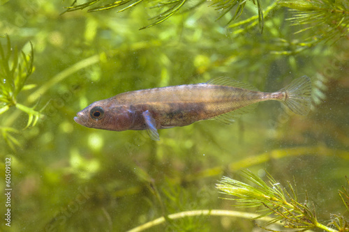Cuadro en lienzo Male Ninespine Stickleback