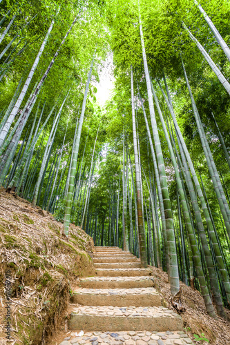 bamboo forest and walkway