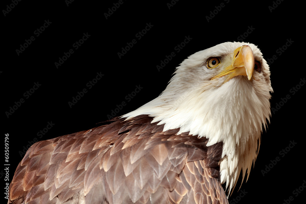 Obraz premium Portrait eines Adler (Weißkopfseeadler / Haliaeetus)