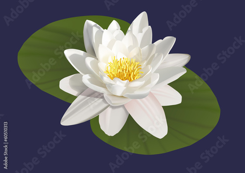 illustration of a water lily