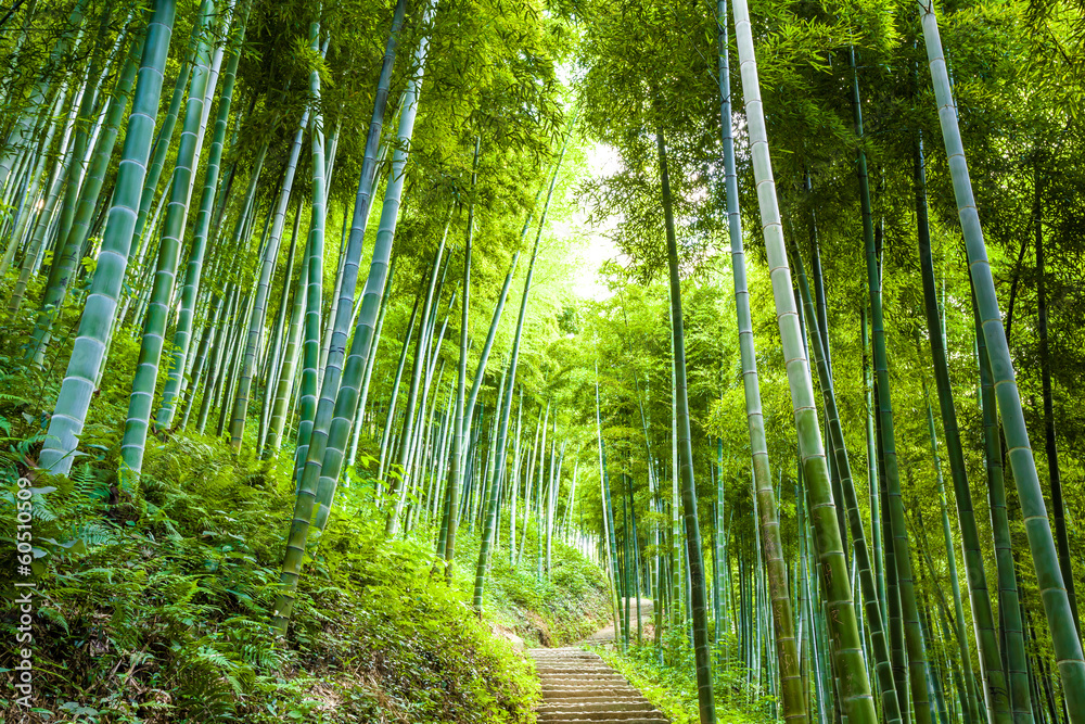 Bamboo forest and walkway - obrazy, fototapety, plakaty 
