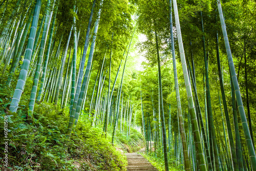 Bamboo forest and walkway