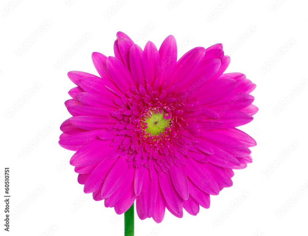 gerbera gerbera
