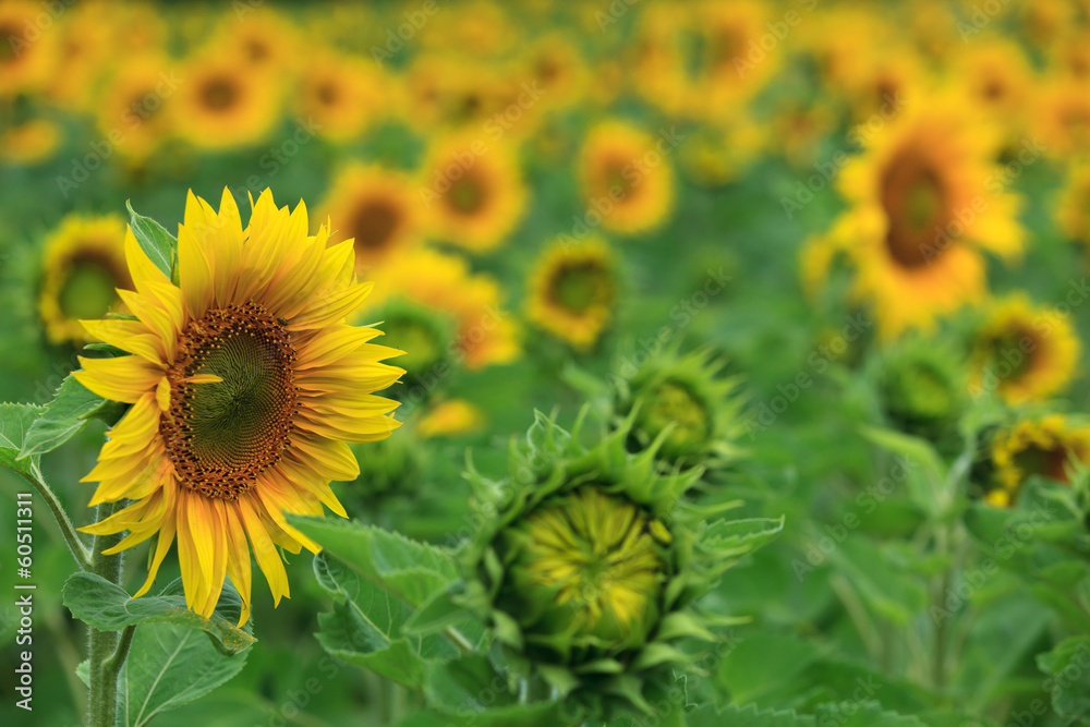 Fototapeta premium schönes Feld mit blühenden Sonnenblumen
