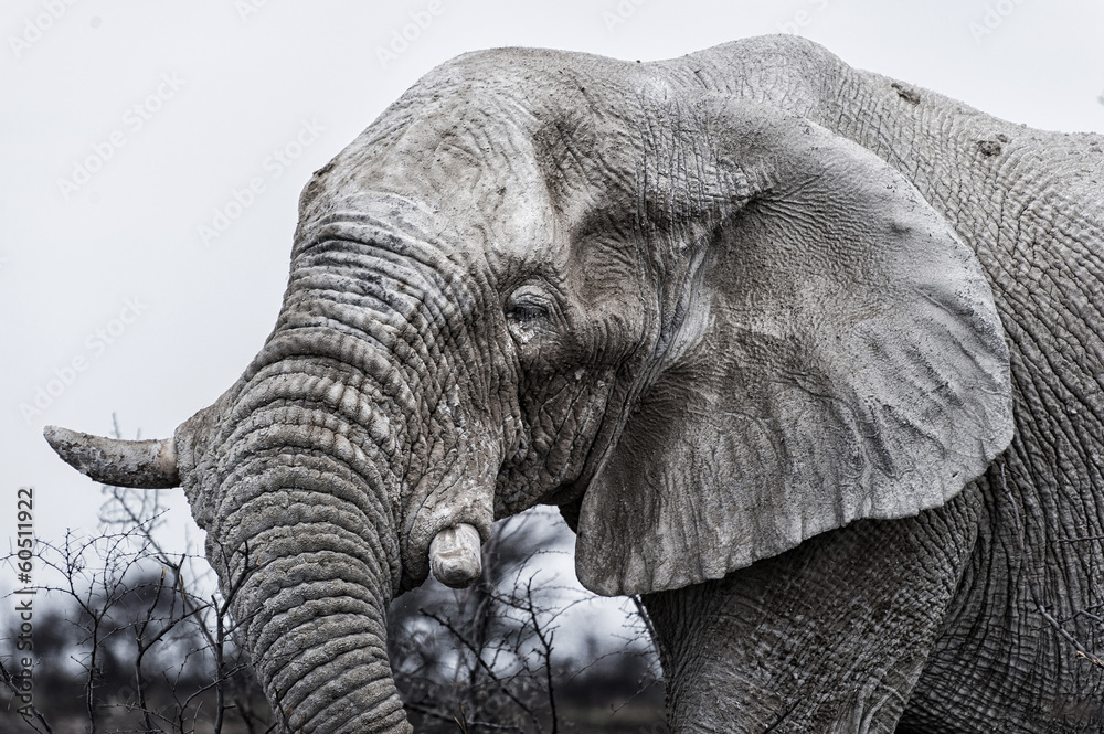 Alter weißer Elefant im Etosha Park, Namibia