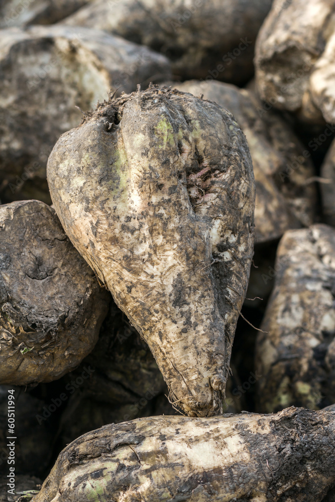 Obraz premium Sugar beet