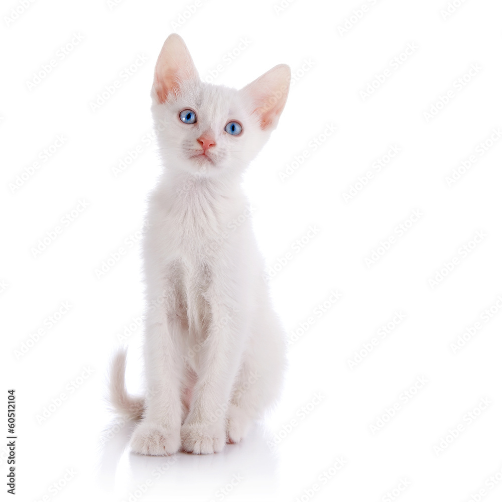 The white kitten with blue eyes sits on a white background.