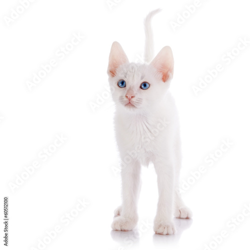 The white kitten with blue eyes costs