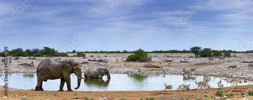 Elefanten und Zebras im Etosha Park, Namibia