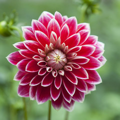 Keuken achterwand Dahlia Rode dahlia solitair in tuin  © gio_tto