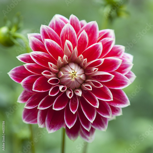 single flower of red dahlia