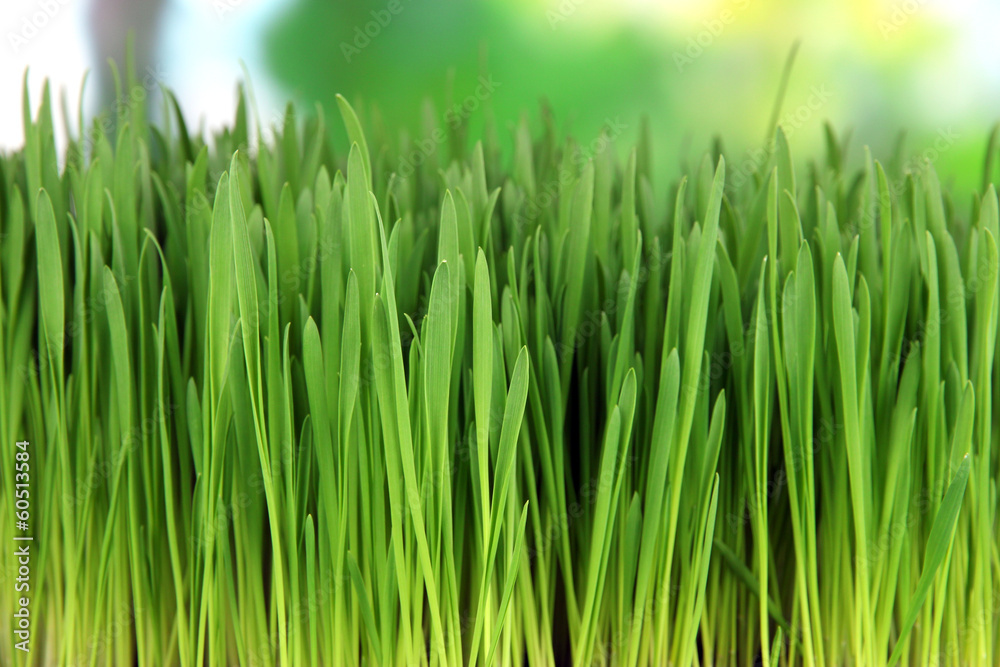 Fototapeta premium Green grass with fertile soil closeup