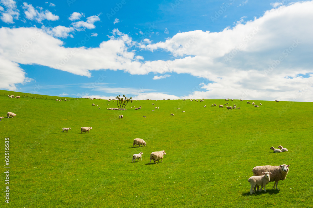 Sheep in the New Zealand
