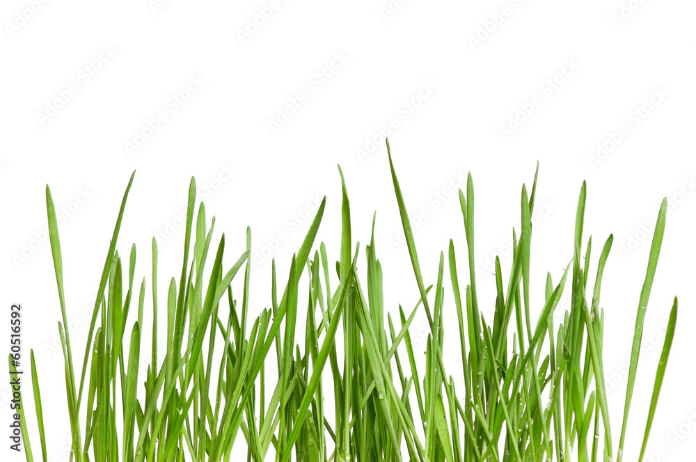 Fototapeta premium Wheat grass