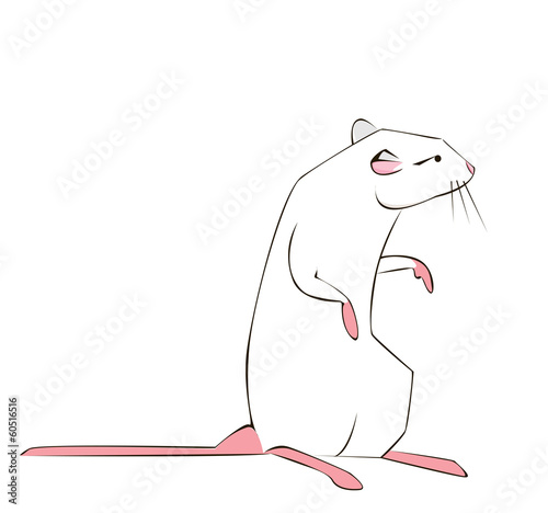 Rat