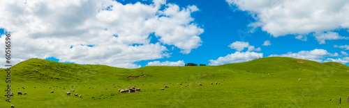 Sheep in the New Zealand