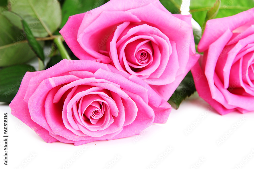 Pink roses isolated on white