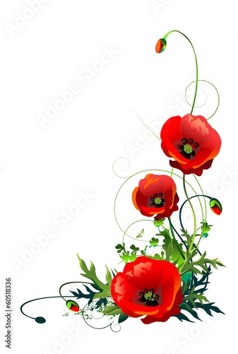 Fototapeta Naklejka Na Ścianę i Meble -  Poppy Flowers Isolated
