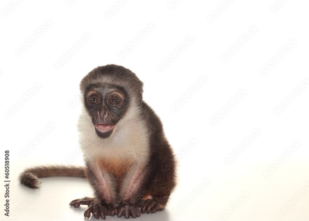 Obraz premium bébé singe cercopithèque diane de roloway