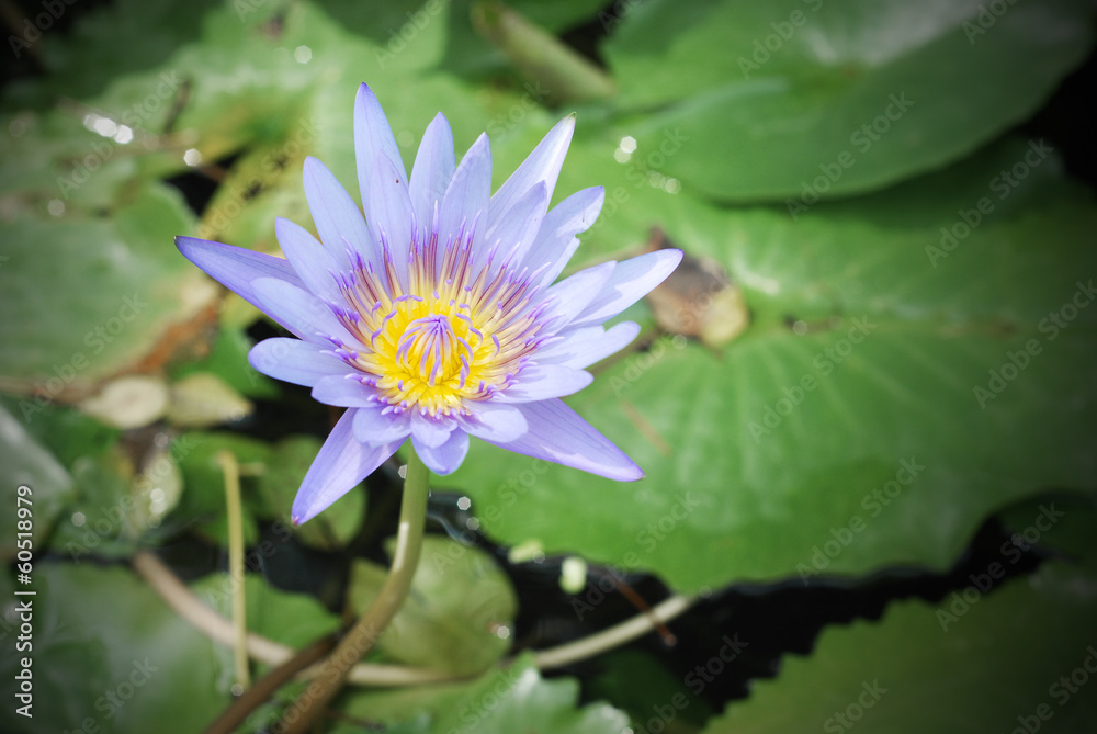 violet lotus flower on green leaves violet lotus flower on green leaves