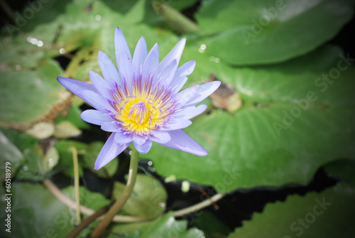 violet lotus flower on green leaves