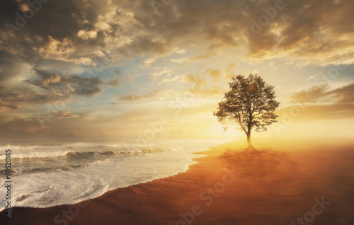 Tree and beach