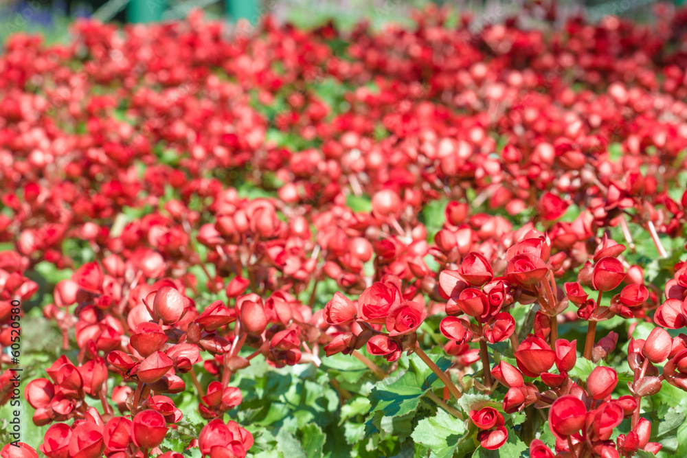 Numerous bright red flowers of tuberous begonias (Begonia tuberh Numerous bright red flowers of tuberous begonias (Begonia tuberh