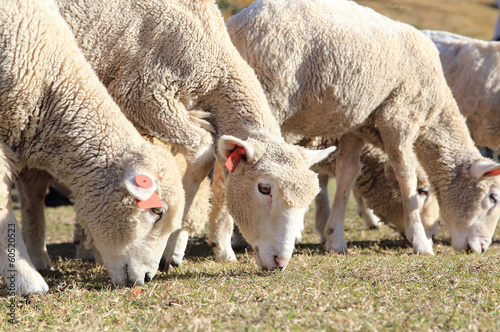 Fototapeta Naklejka Na Ścianę i Meble -  草を食べる羊