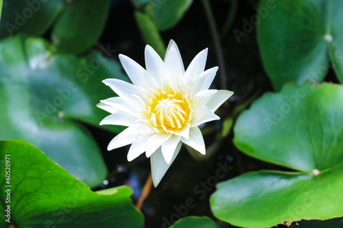 White lotus