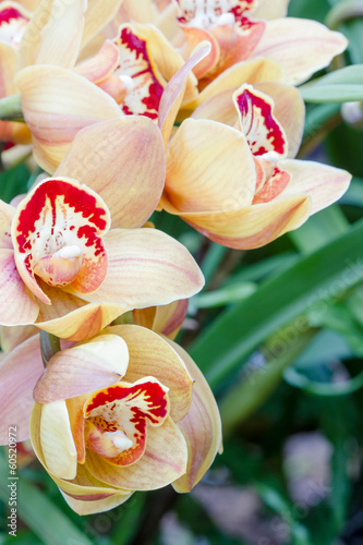 Fototapeta Naklejka Na Ścianę i Meble -  many yellow orchid flower