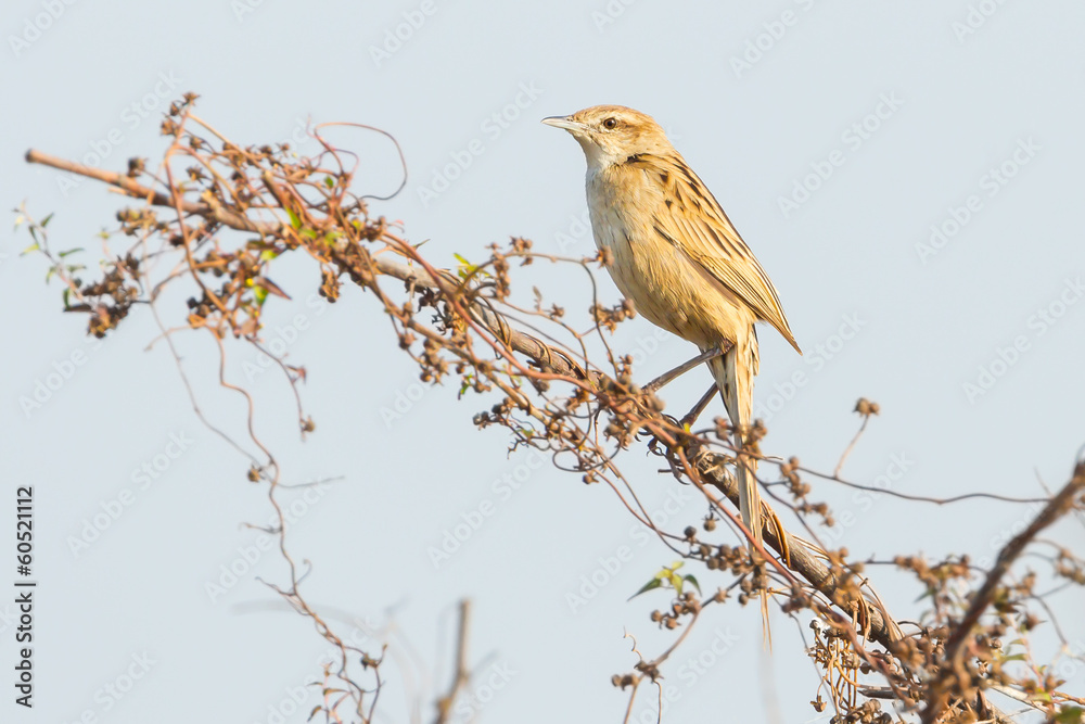 Striated Grassbird in nature with morning light Striated Grassbird in nature with morning light