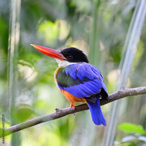 Black-capped Kingfisher