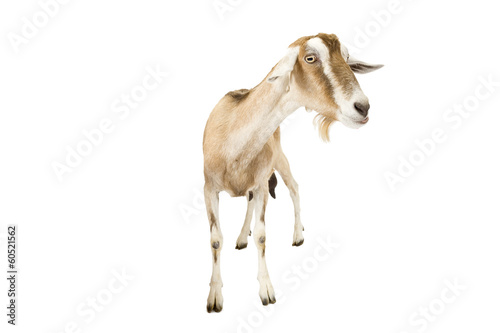 Female goat standing against a white background. © andrewburgess