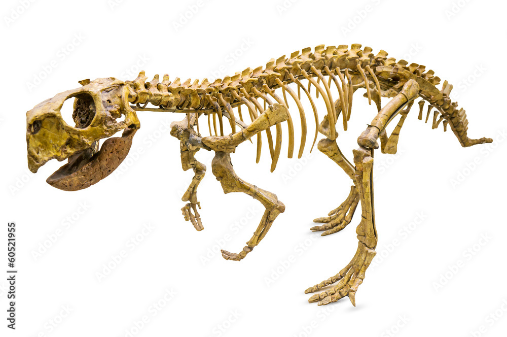 Naklejka premium Szkielet Psittacosaurus