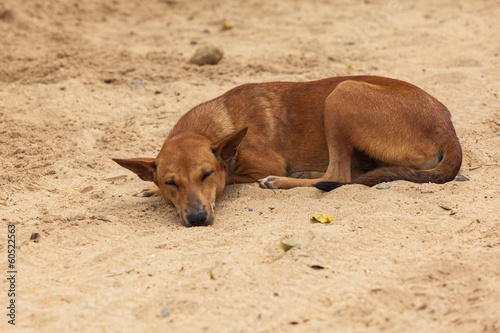 sleeping dog © denboma